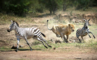 Lioness chasing zebras in Maasai Mara, Kenya.