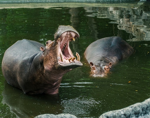River hippopotamus