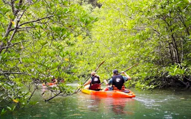 Kayakers paddling through mangrove forest in Ao Thalane, Krabi.