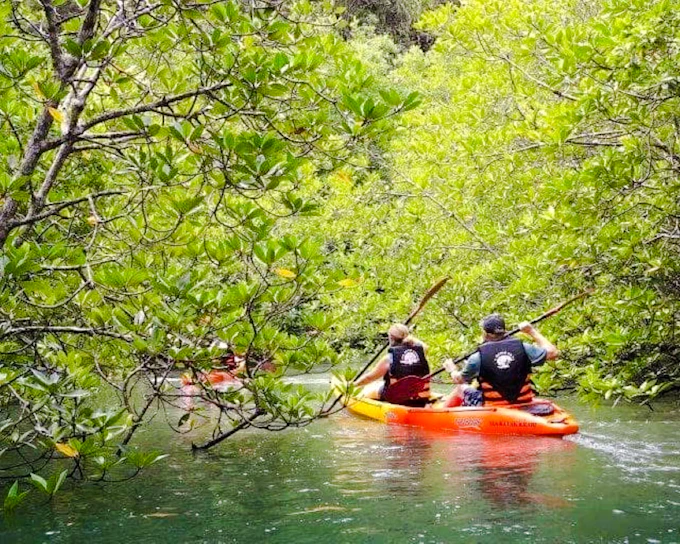 Krabi Ao Thalane Mangrove Kayaking Tour with Hotel Transfers