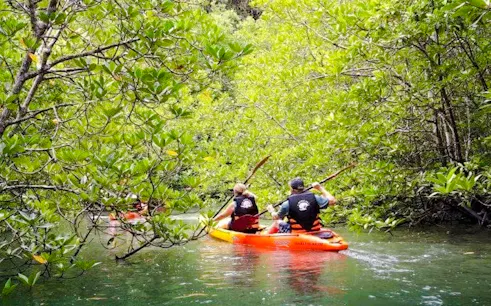Kayakers paddling through mangrove forest in Ao Thalane, Krabi.