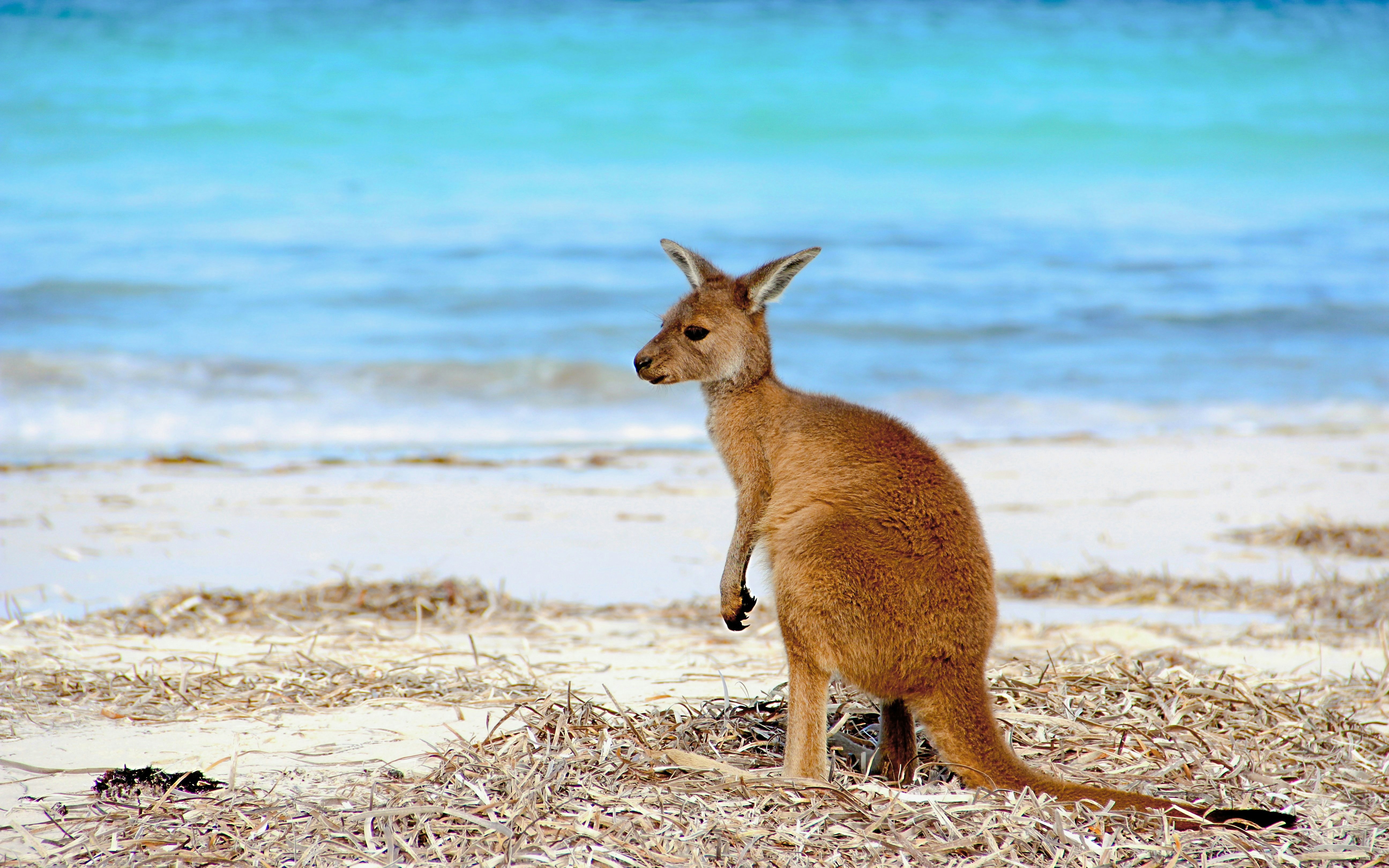 Kangaroo sitting on a sandy beach with ocean waves in the background.