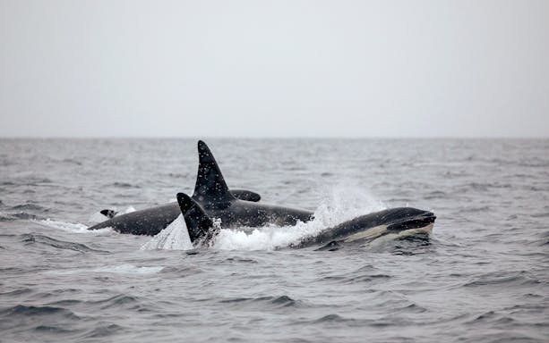 Orcas swimming in the Arctic Ocean during whale watching tour from Tromsø to Skjervøy.