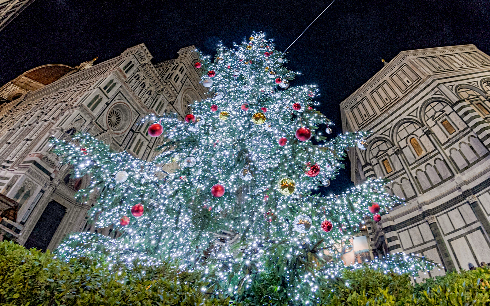 Attend the Christmas Tree lighting