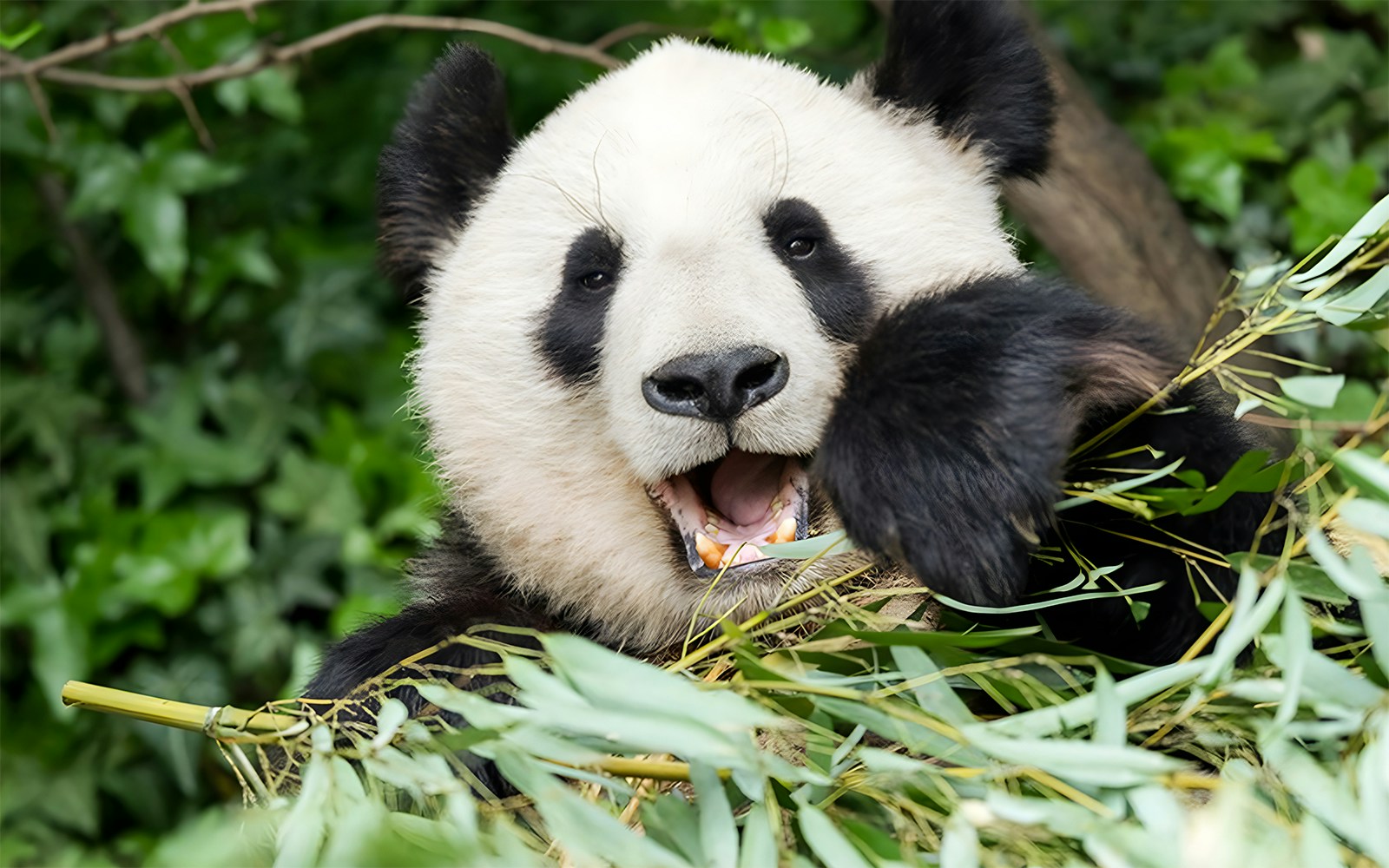 Panda resting on a log at Schönbrunn Zoo, Vienna.