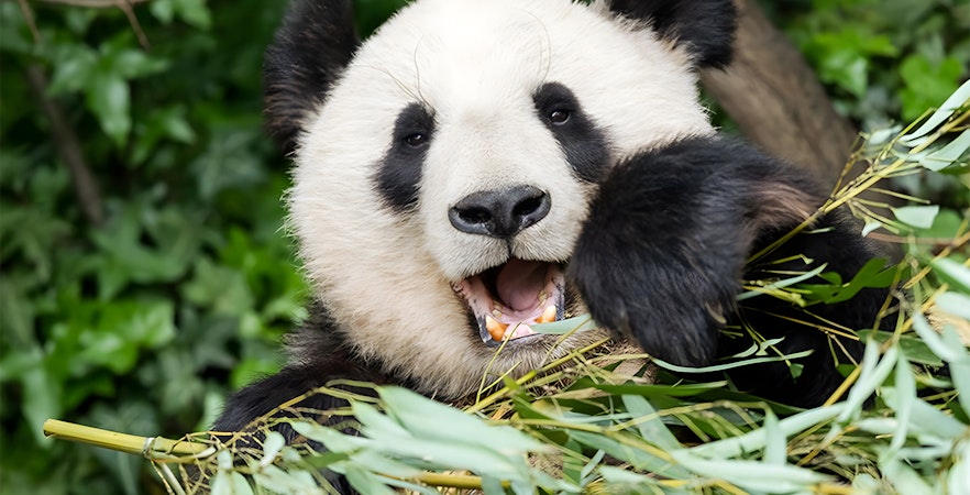 Panda eating bamboo at Schönbrunn Zoo, Vienna.