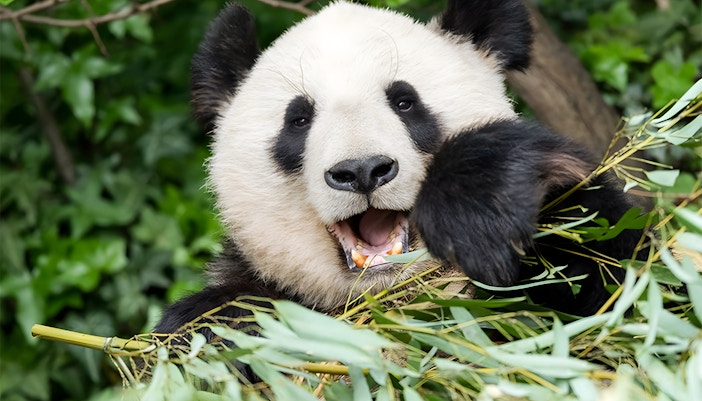 Animals in Vienna Zoo