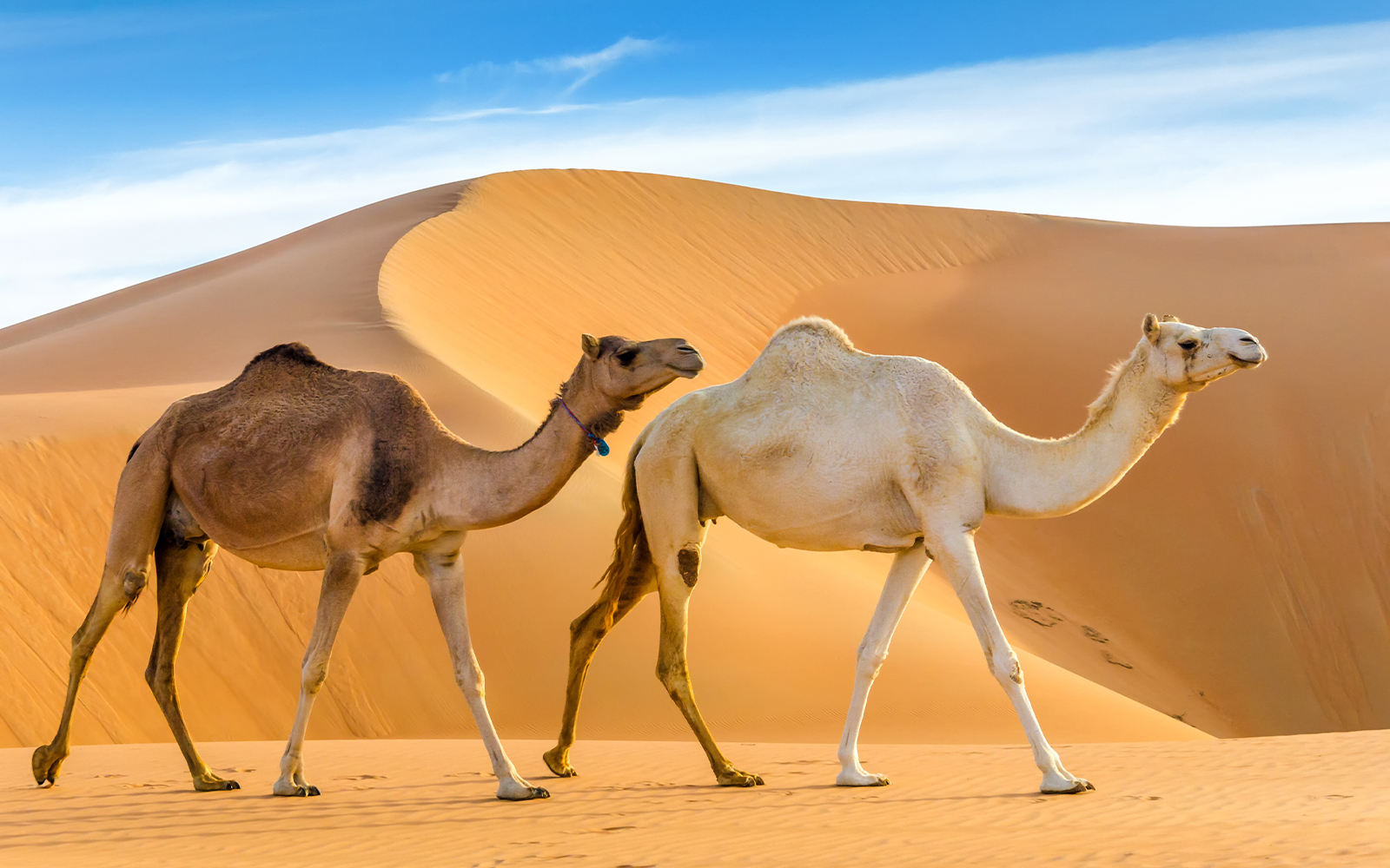 Camels walking through a desert, taken in the Liwa Oasis
