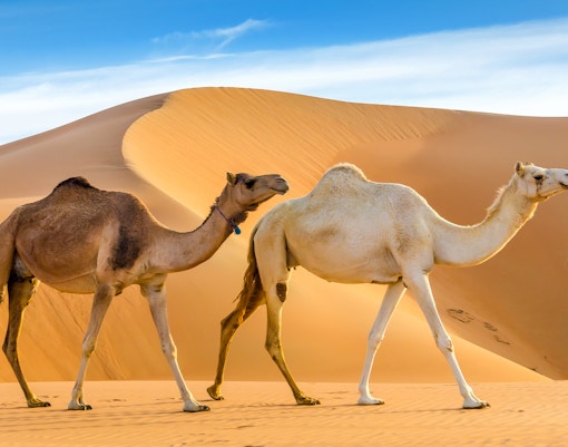 Camels walking through a desert, taken in the Liwa Oasis