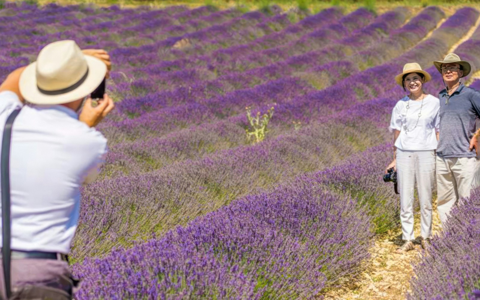 Valensole Plateau lavender fields