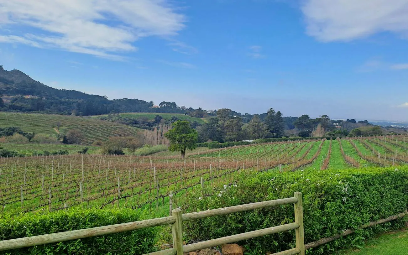 Vineyards with rolling hills near Cape Town, part of the Kirstenbosch National Botanical Garden tour.
