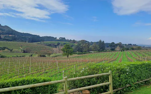 Vineyards with rolling hills near Cape Town, part of the Kirstenbosch National Botanical Garden tour.