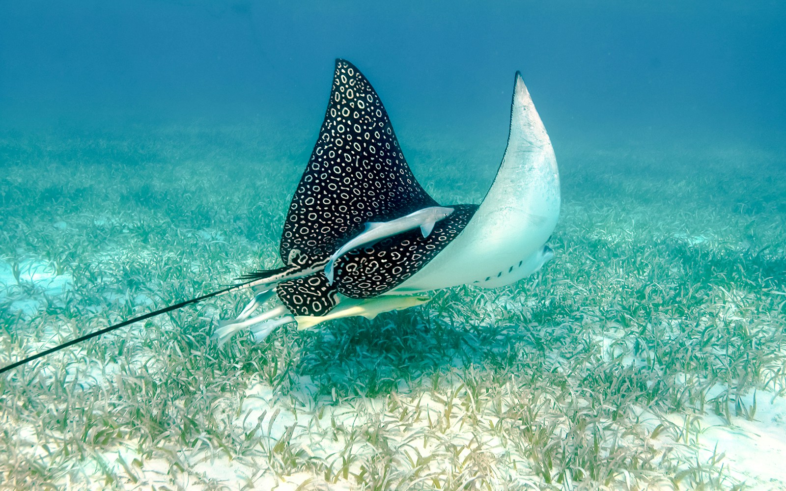 Eagle ray swimming over seagrass at Nausicaá Aquarium.