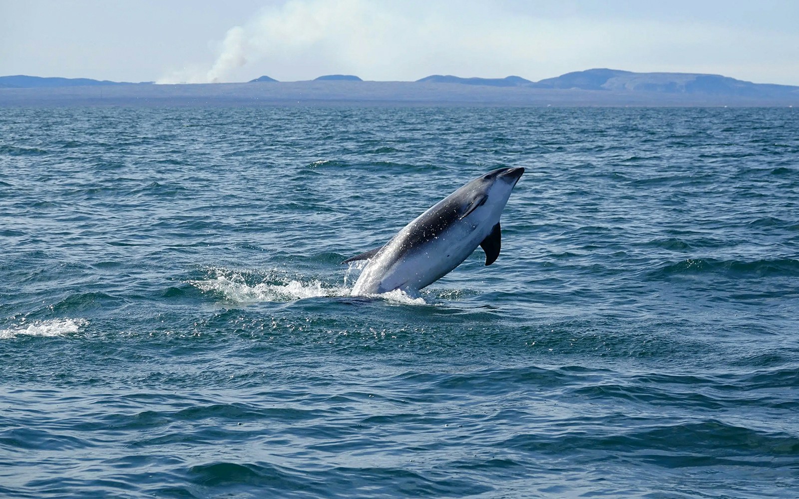 Porpoise leaping from the water during Reykjavik Whale Watching Tour.