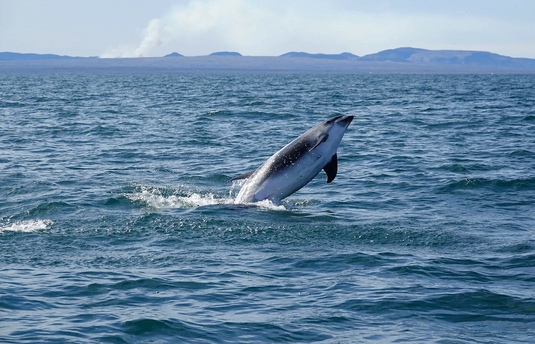 Porpoise leaping from the water during Reykjavik Whale Watching Tour.