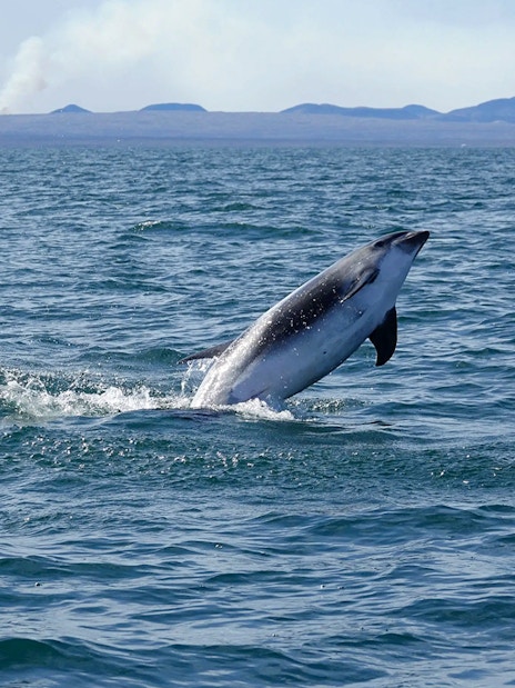 Porpoise leaping from the water during Reykjavik Whale Watching Tour.