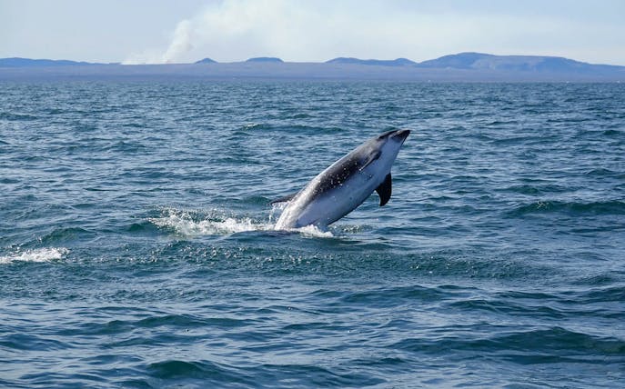 Porpoise leaping from the water during Reykjavik Whale Watching Tour in Iceland.