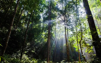 desde kuala lumpur: excursión privada de un día al parque nacional de taman negara con paseo por las copas de los árboles-4