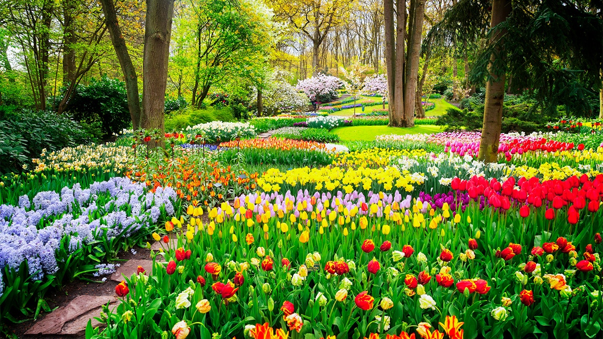 tulip season amsterdam