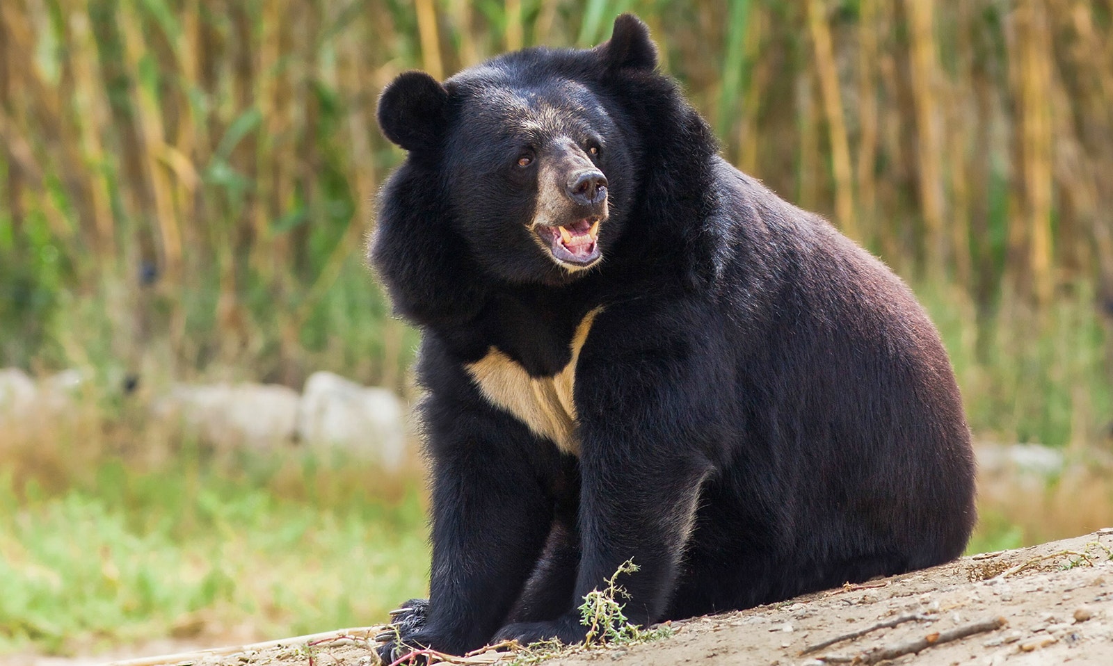 Moon Bear at Dubai Safari Park