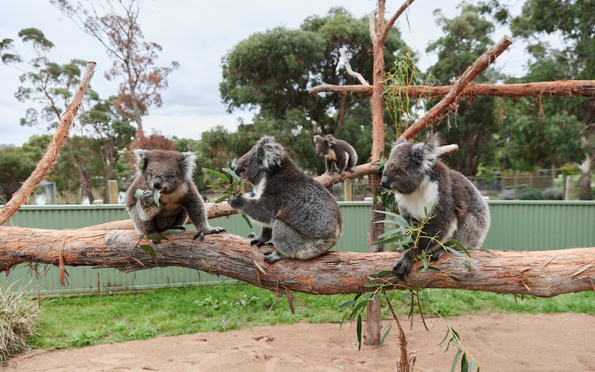 Koalas eating eucalyptus at Ballarat Wildlife Park, Melbourne.