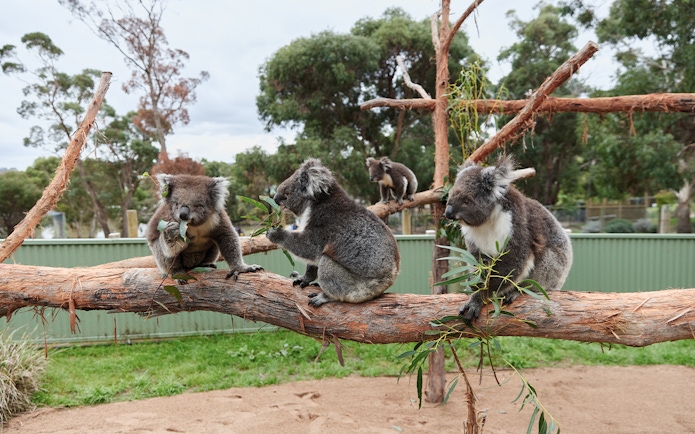 Koalas eating eucalyptus at Ballarat Wildlife Park, Melbourne.