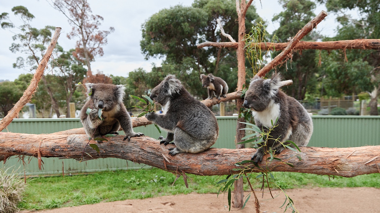 Koala eating leaf at Ballarat Wildlife Park in Melbourne