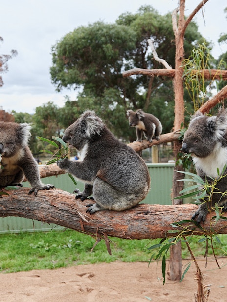 Koalas eating eucalyptus at Ballarat Wildlife Park, Melbourne.