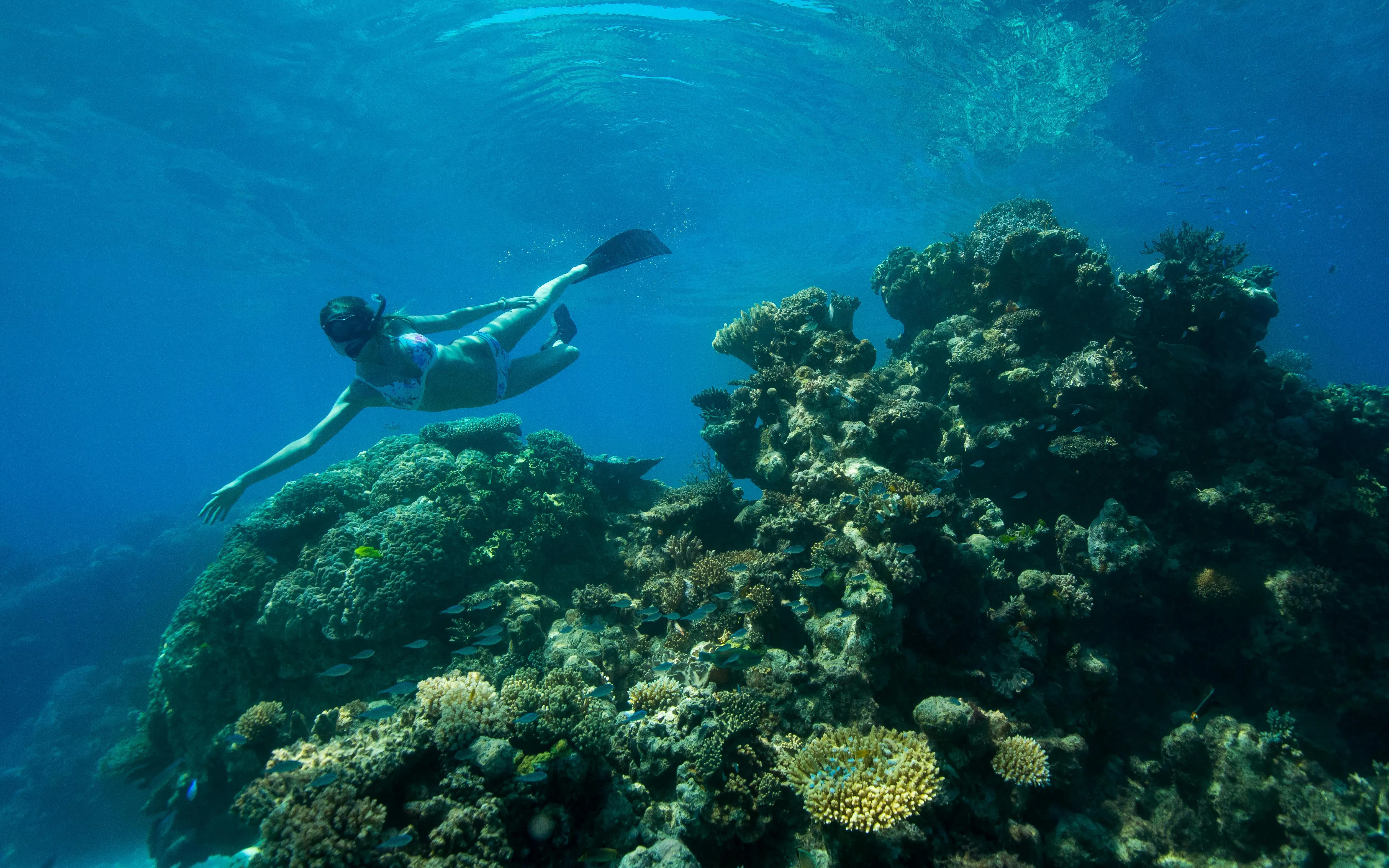 Diver exploring coral reef during PADI course at Great Barrier Reef, Cairns.