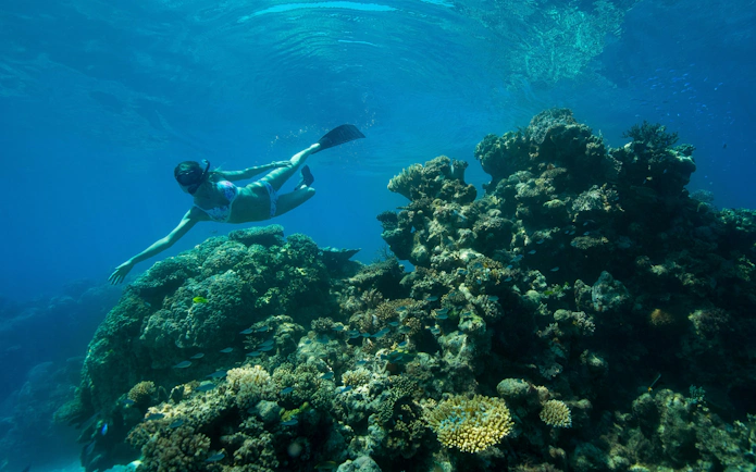 Diver exploring coral reef during PADI course at Great Barrier Reef, Cairns.