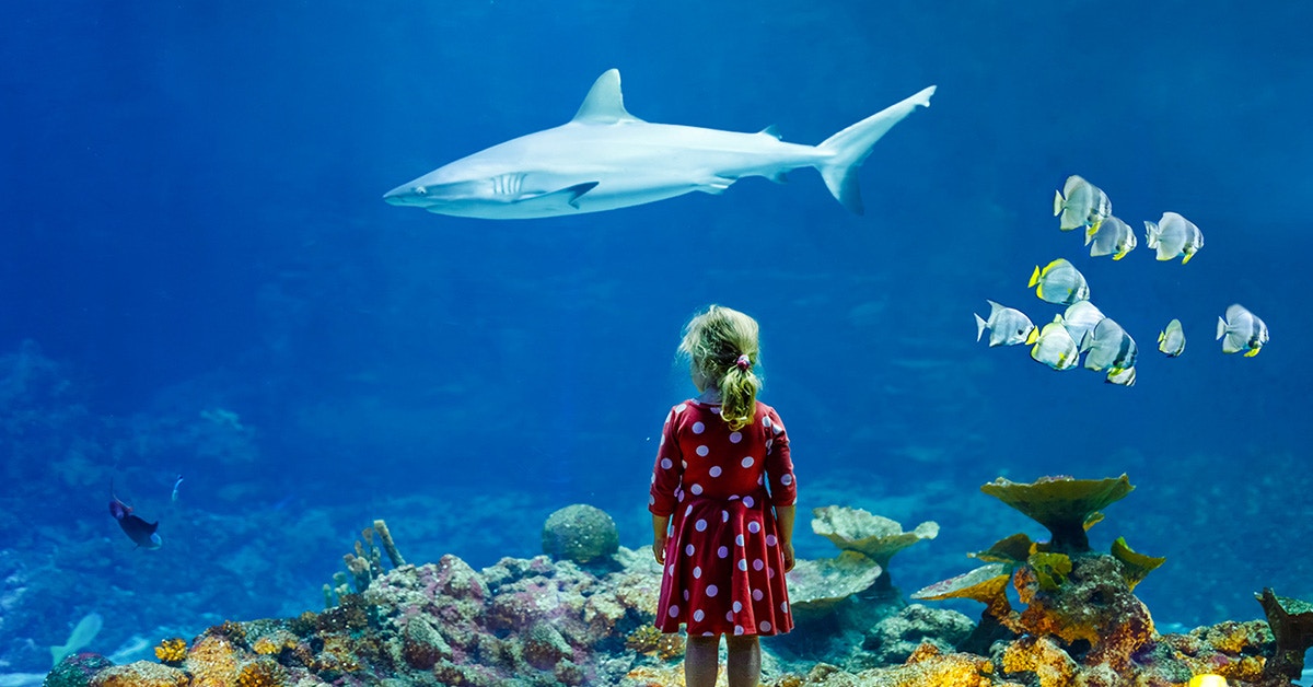 Girl observing a shark at Aquarium