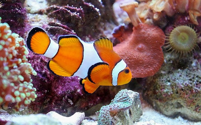 Clownfish swimming among coral at Malta National Aquarium.