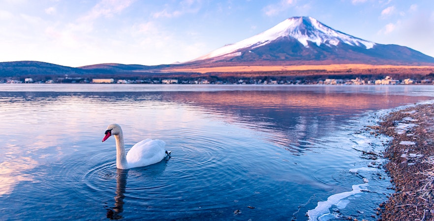 Swan swimming in Lake Yamanaka with Mount Fuji in the background.