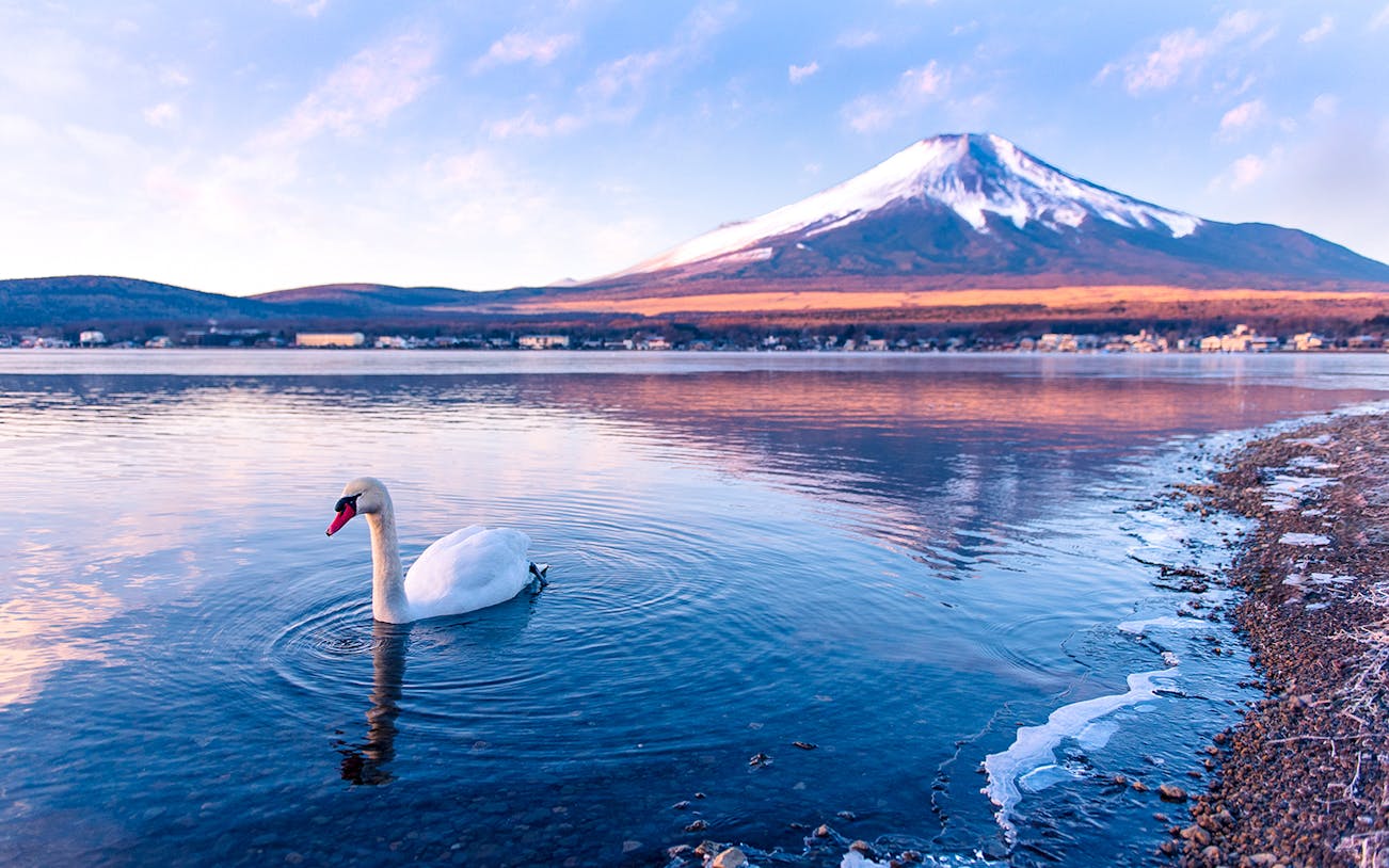 Swan swimming in Lake Yamanaka with Mount Fuji in the background.