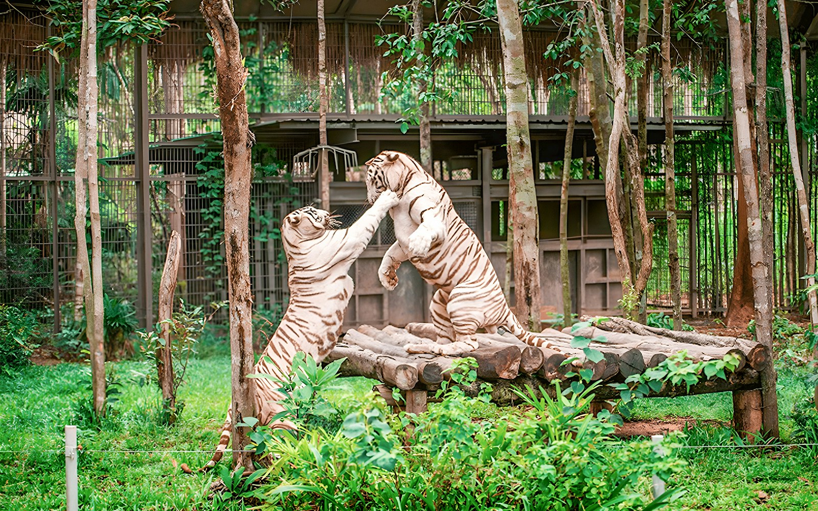 Tigers in Vinpearl safari