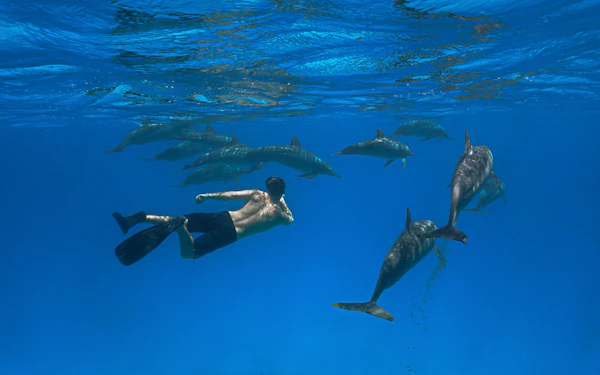 São Miguel: Swim with Dolphins Tour