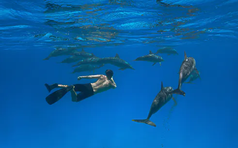 são miguel : excursion « nager avec les dauphins »-1