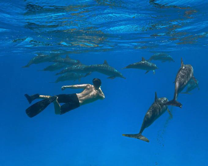 São Miguel: Swim with Dolphins Tour