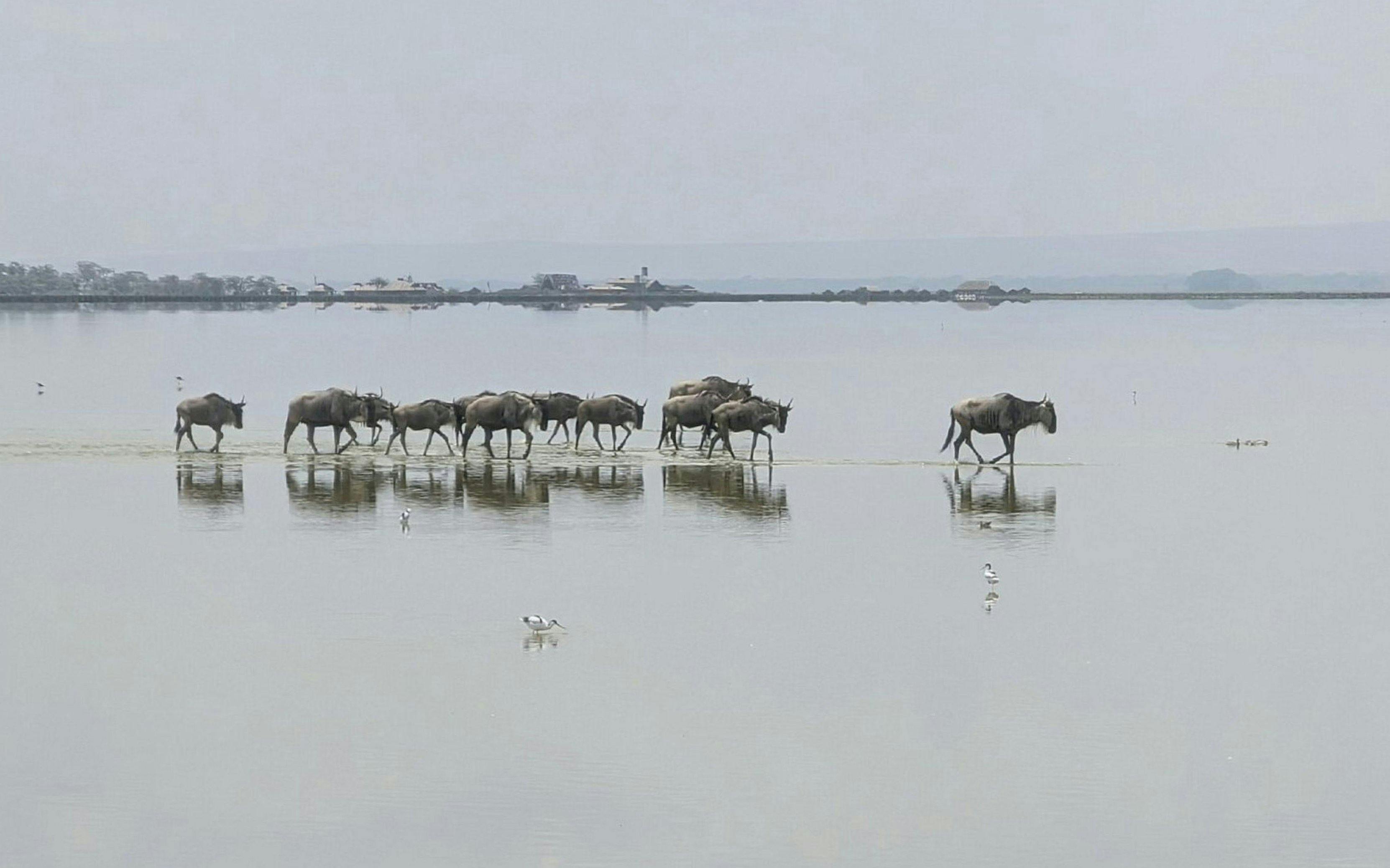 Wildebeest crossing a shallow lake in Amboseli National Park during an overnight safari.