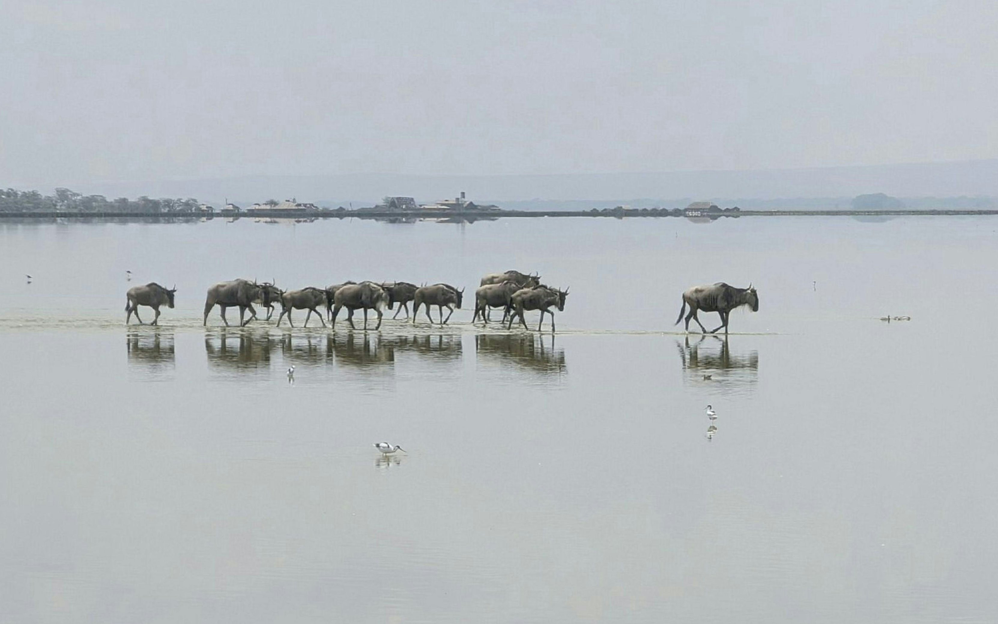Wildebeest crossing a shallow lake in Amboseli National Park during an overnight safari.