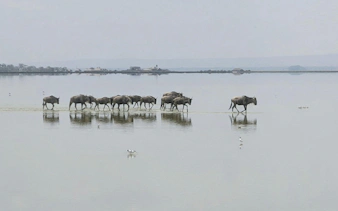Wildebeest crossing a shallow lake in Amboseli National Park during an overnight safari.