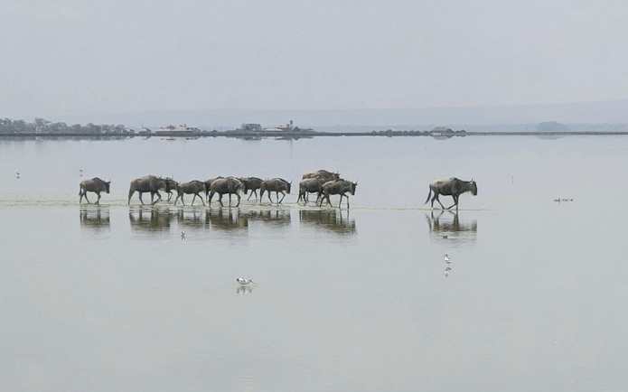 Wildebeest crossing a shallow lake in Amboseli National Park during an overnight safari.