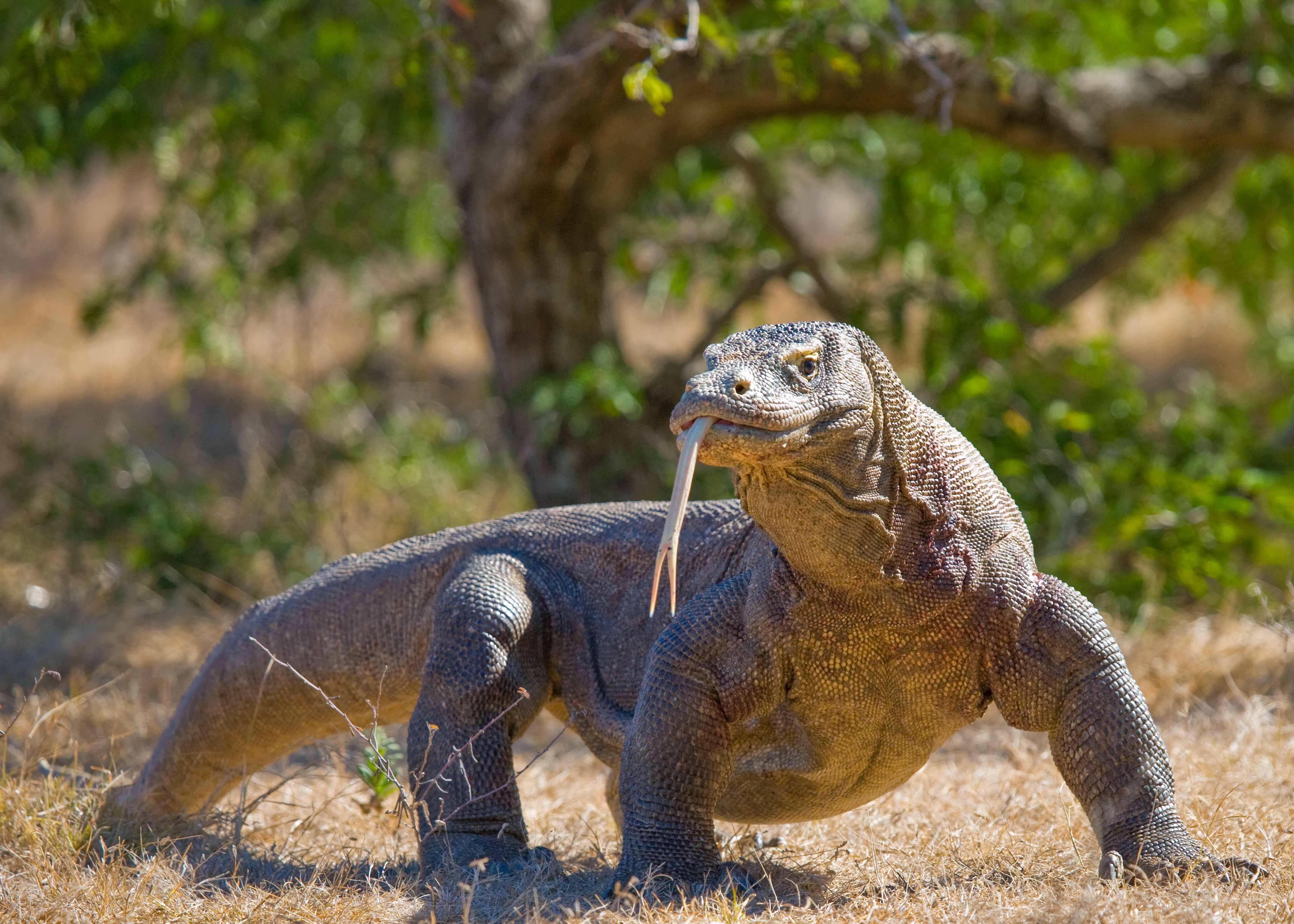 Komodo dragon in natural habitat 