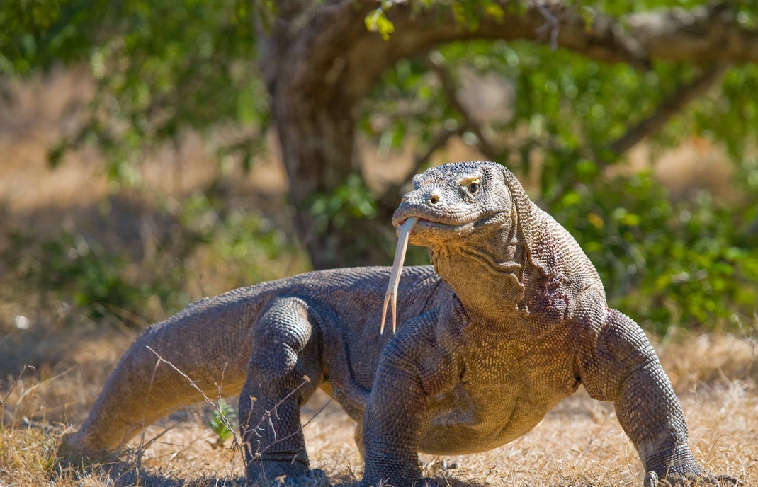 Komodo dragon