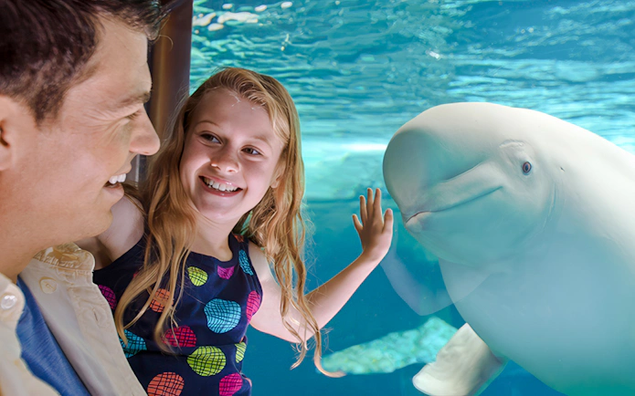Child interacting with a beluga whale at Odyssey Animal Exhibit, SeaWorld Orlando.