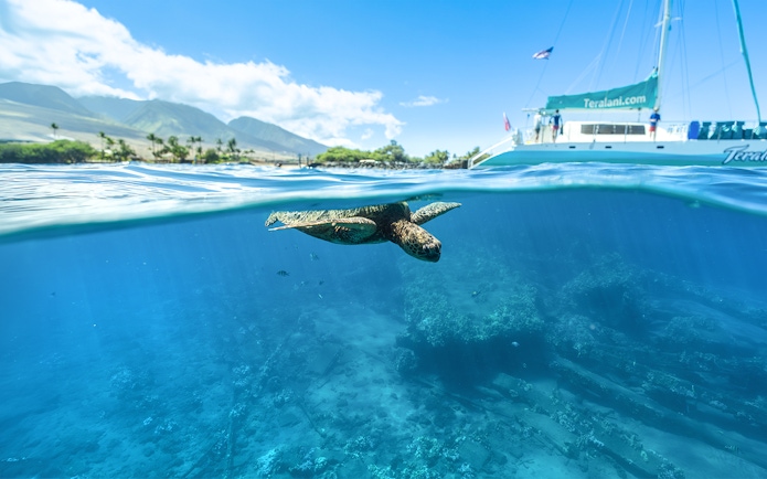 Sea turtle swimming near a sailboat during a snorkel tour in Maui, Hawaii.