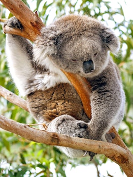 Koala sleeping on a tree branch at Koala Conservation Reserve.