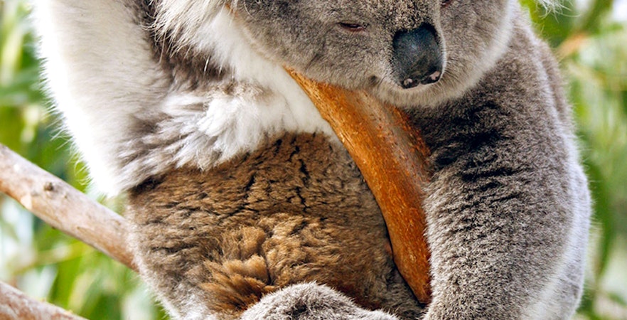 Koala Conservation Reserve