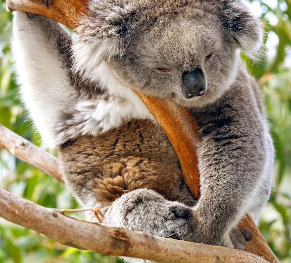 Koala sleeping on a tree branch at Koala Conservation Reserve.