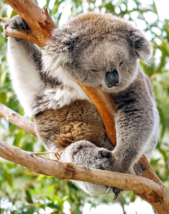 Koala sleeping on a tree branch at Koala Conservation Reserve.